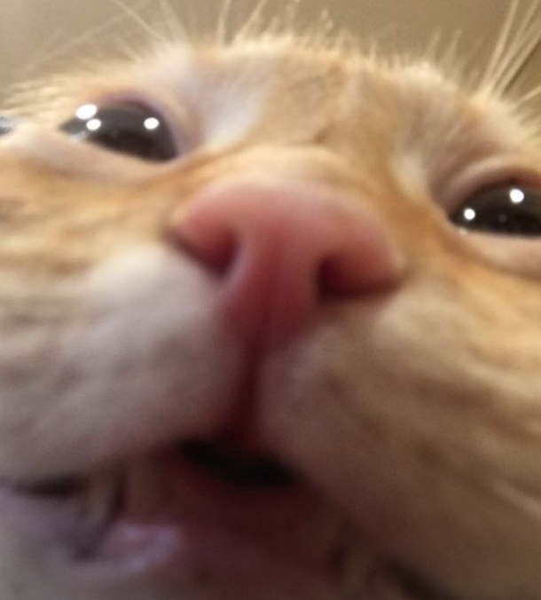 Screen shot 2022 01 06 at 3.37.46 pm