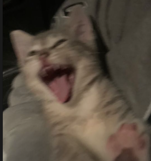 Screen shot 2022 01 06 at 3.37.40 pm