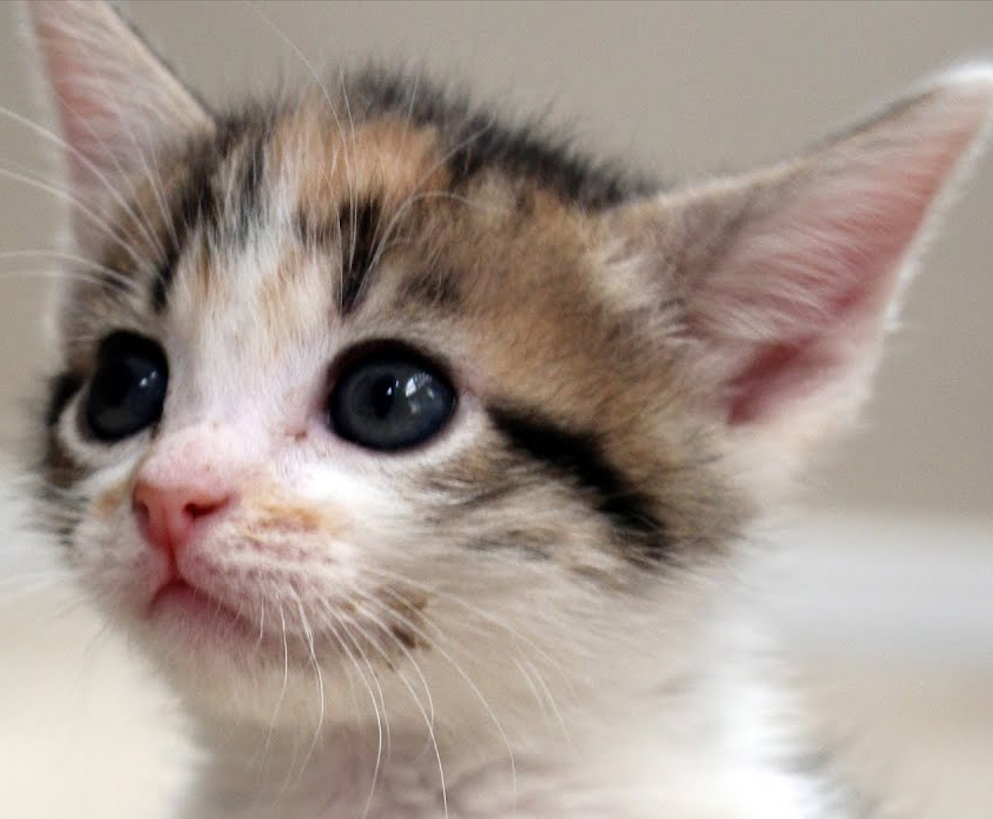 Screen shot 2022 01 21 at 11.49.10 pm